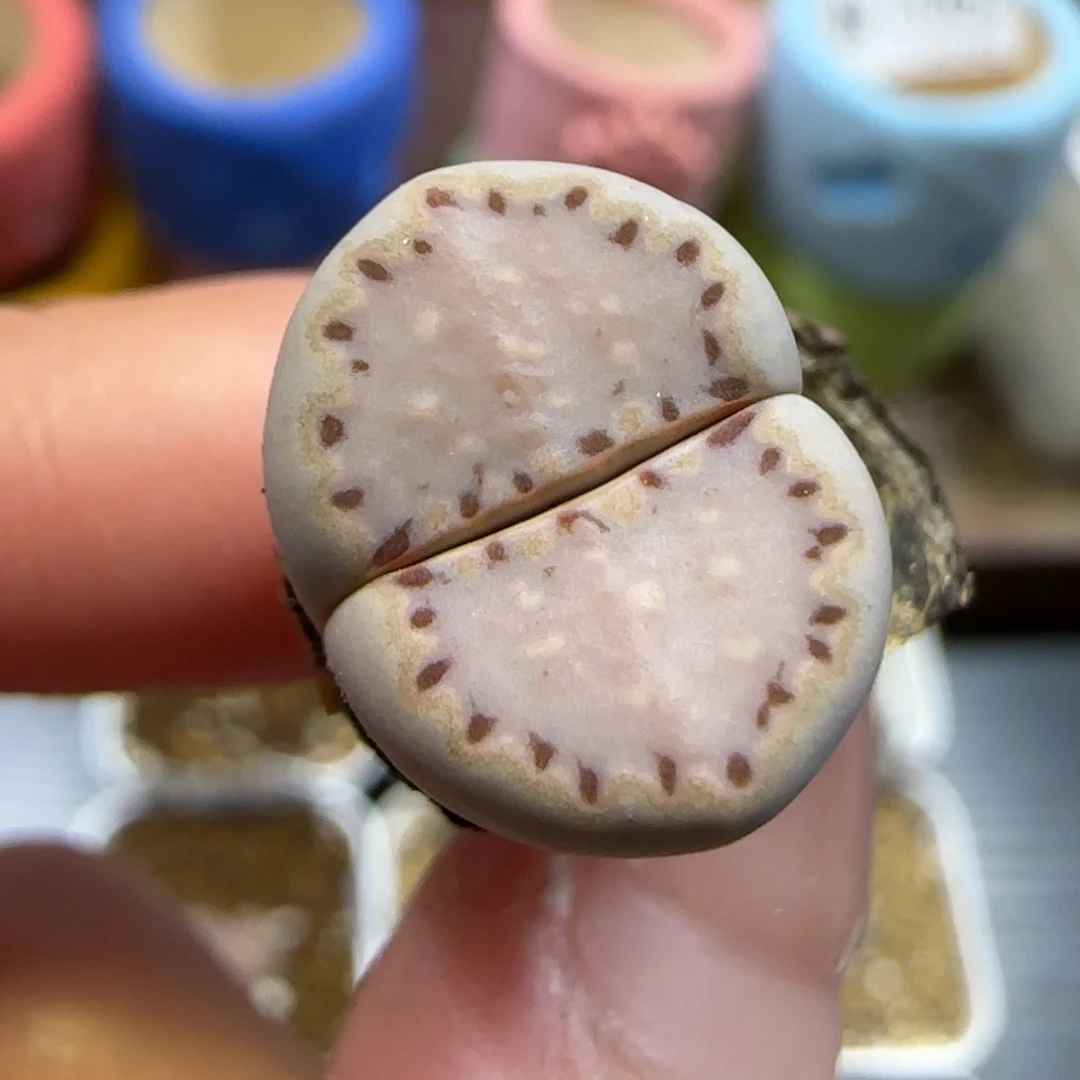 11.27.1621.015饼干.9033尺寸1.5cm