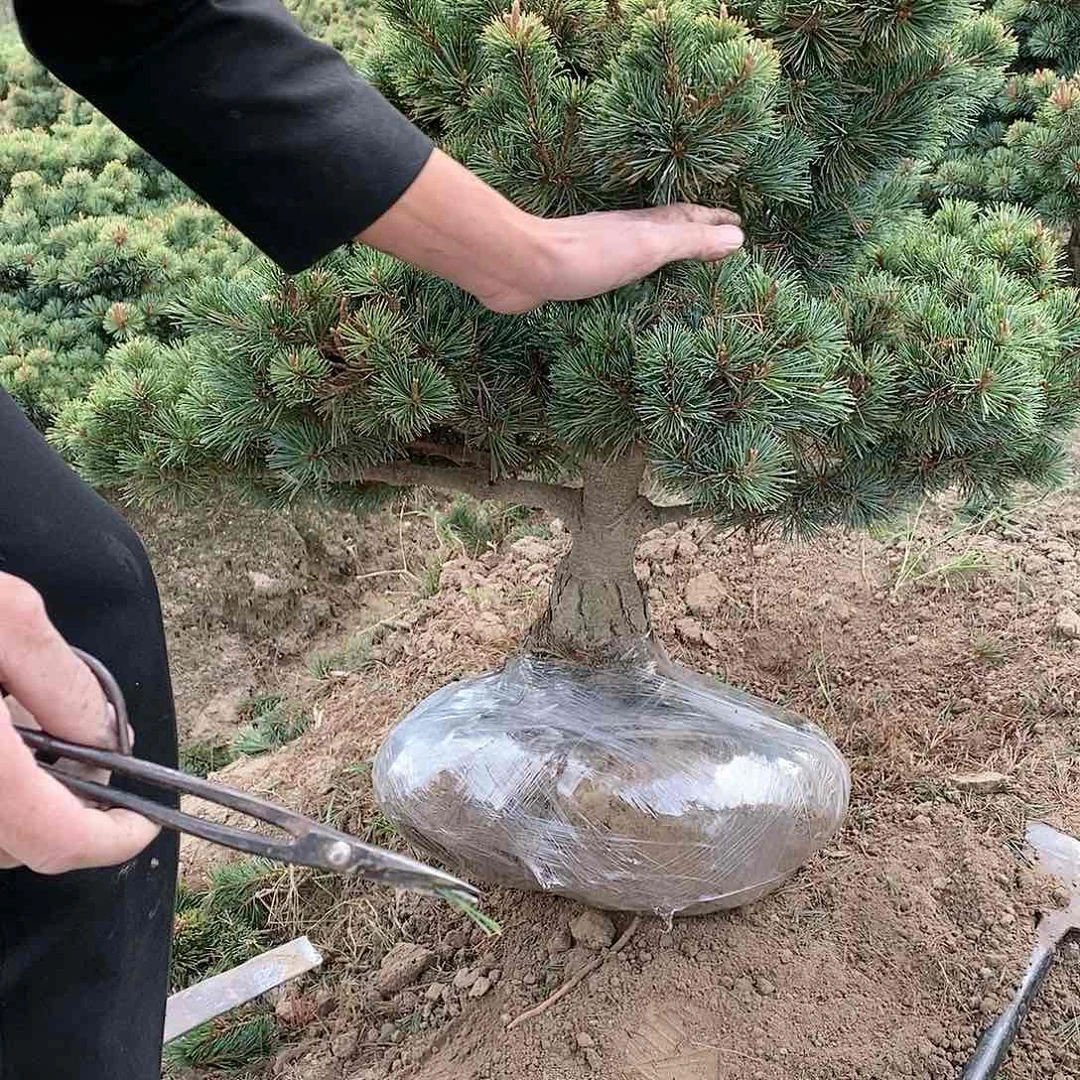 【闪购商品】无花朵鑫**装盆景