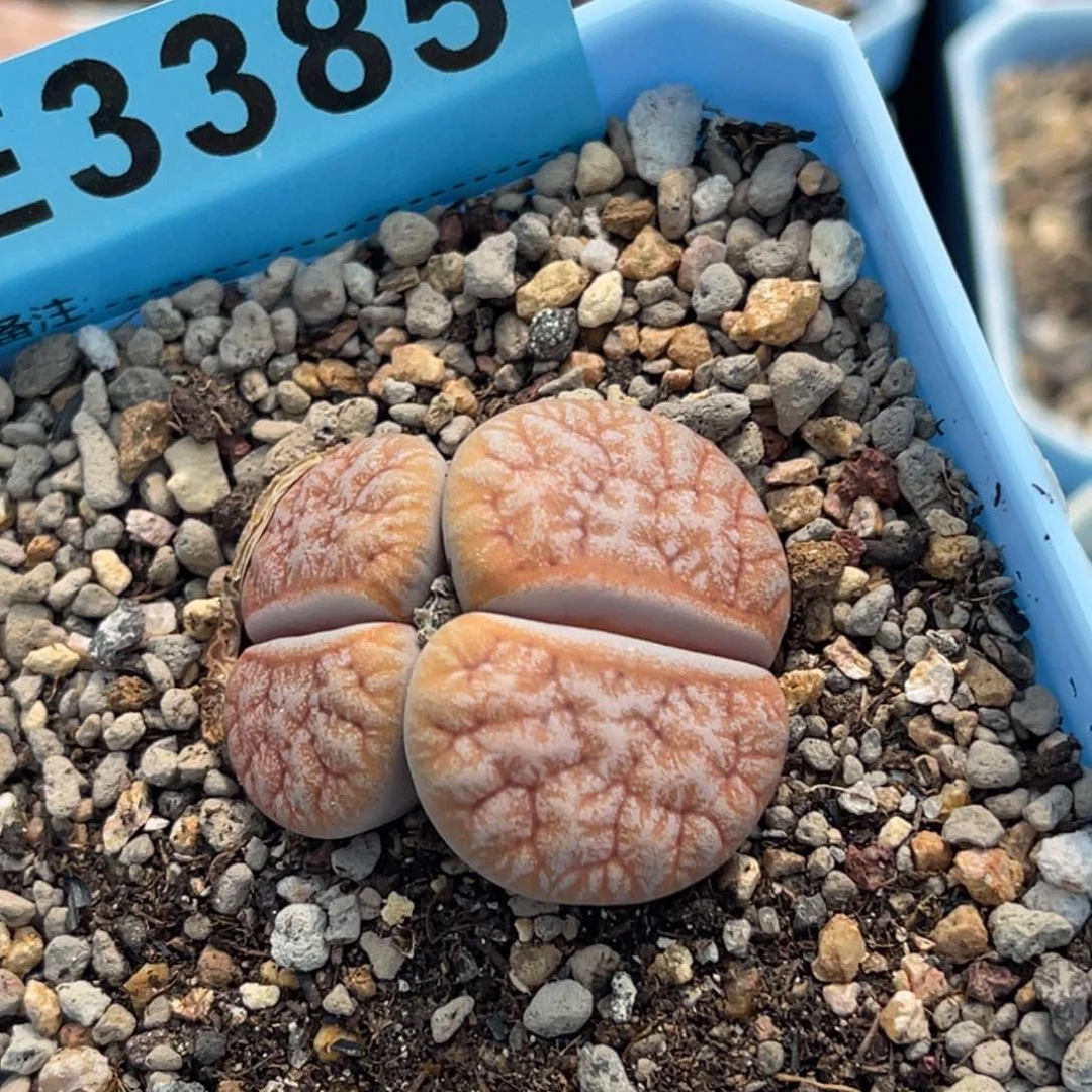?****]3385双头铁189一颗