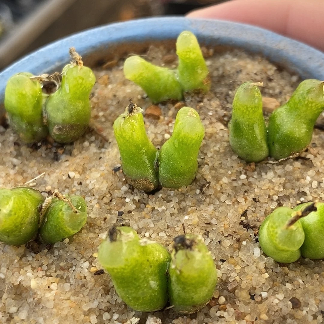 18138双头母本小葫芦一颗