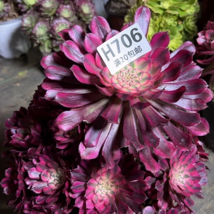 瑞妈多肉园艺706，有个断枝