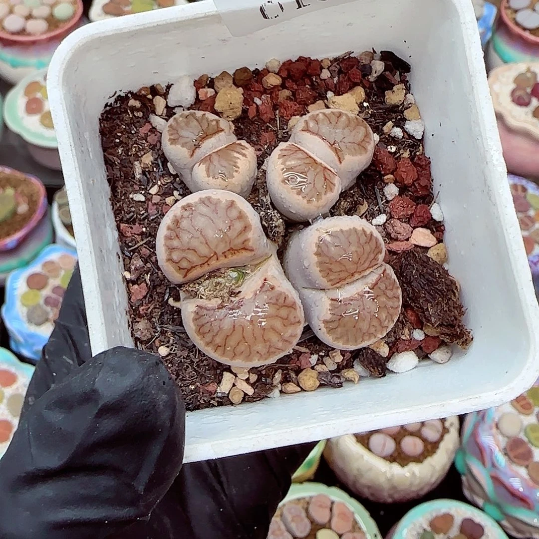 生石花满18包邮0104-132