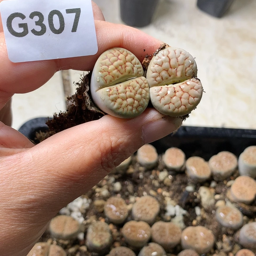 ༺****G307多肉植物保护