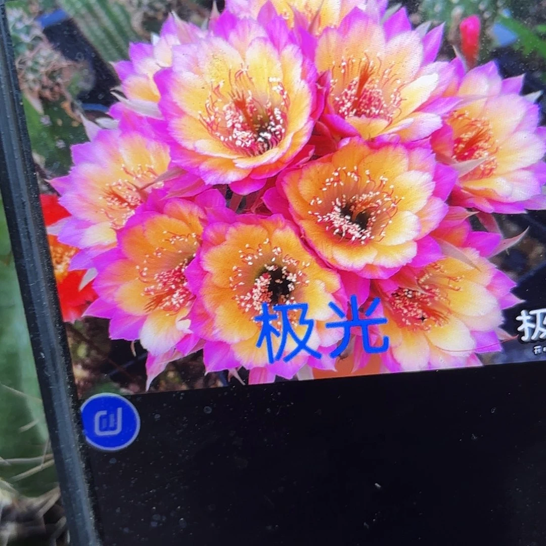 极光丽花侧牙20包邮仙人球24