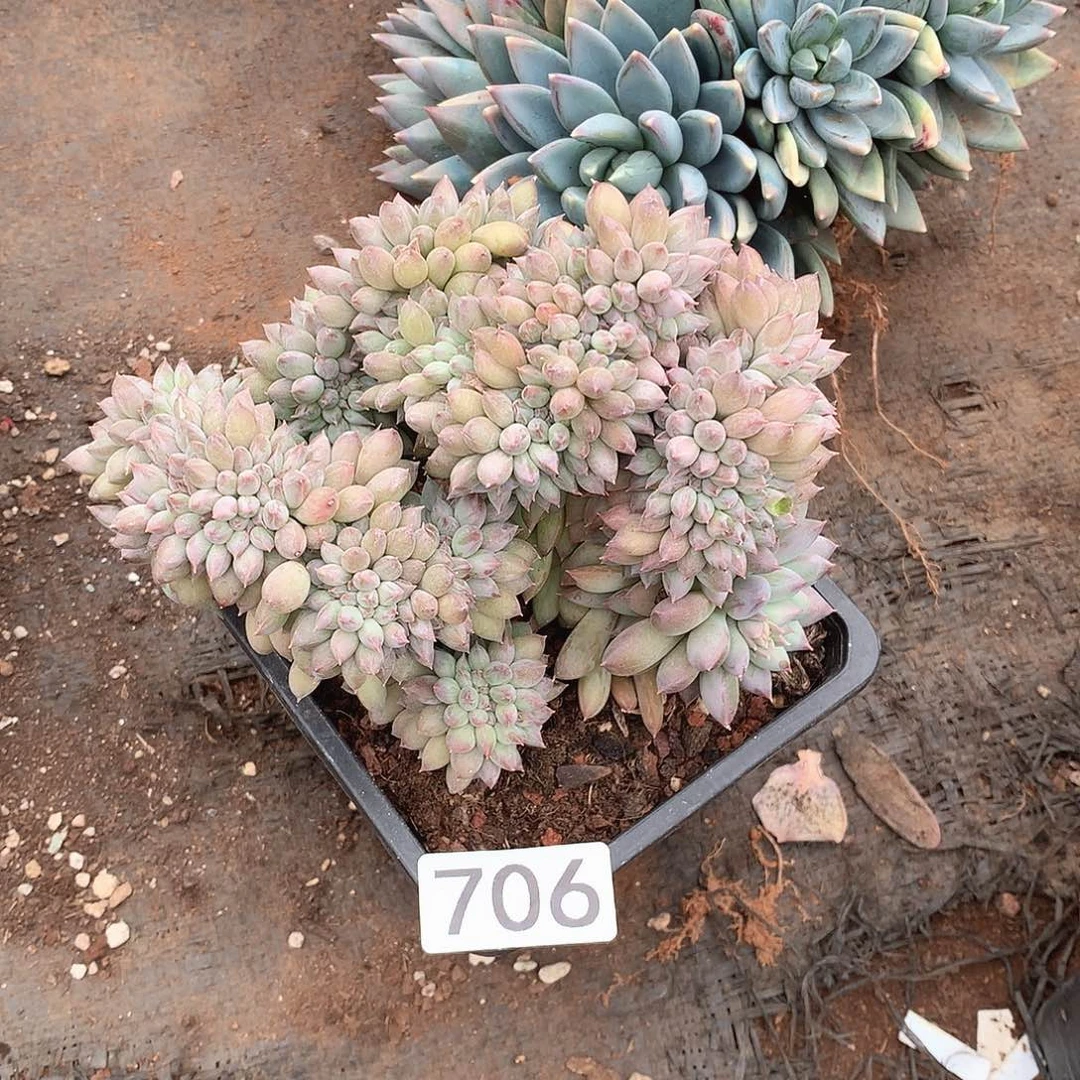 706所罗门缀一物一拍多肉