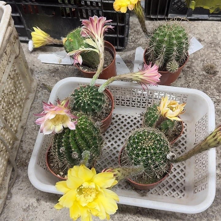 旺***星无花朵彩草哈哈哈哈哈哈哈