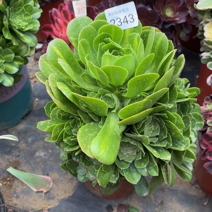 绿羊绒多肉处理不包断头2343