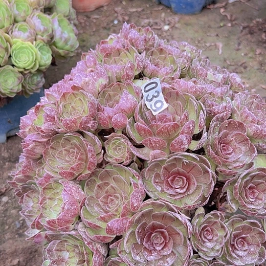W***霞多肉植物一个沙拉碗