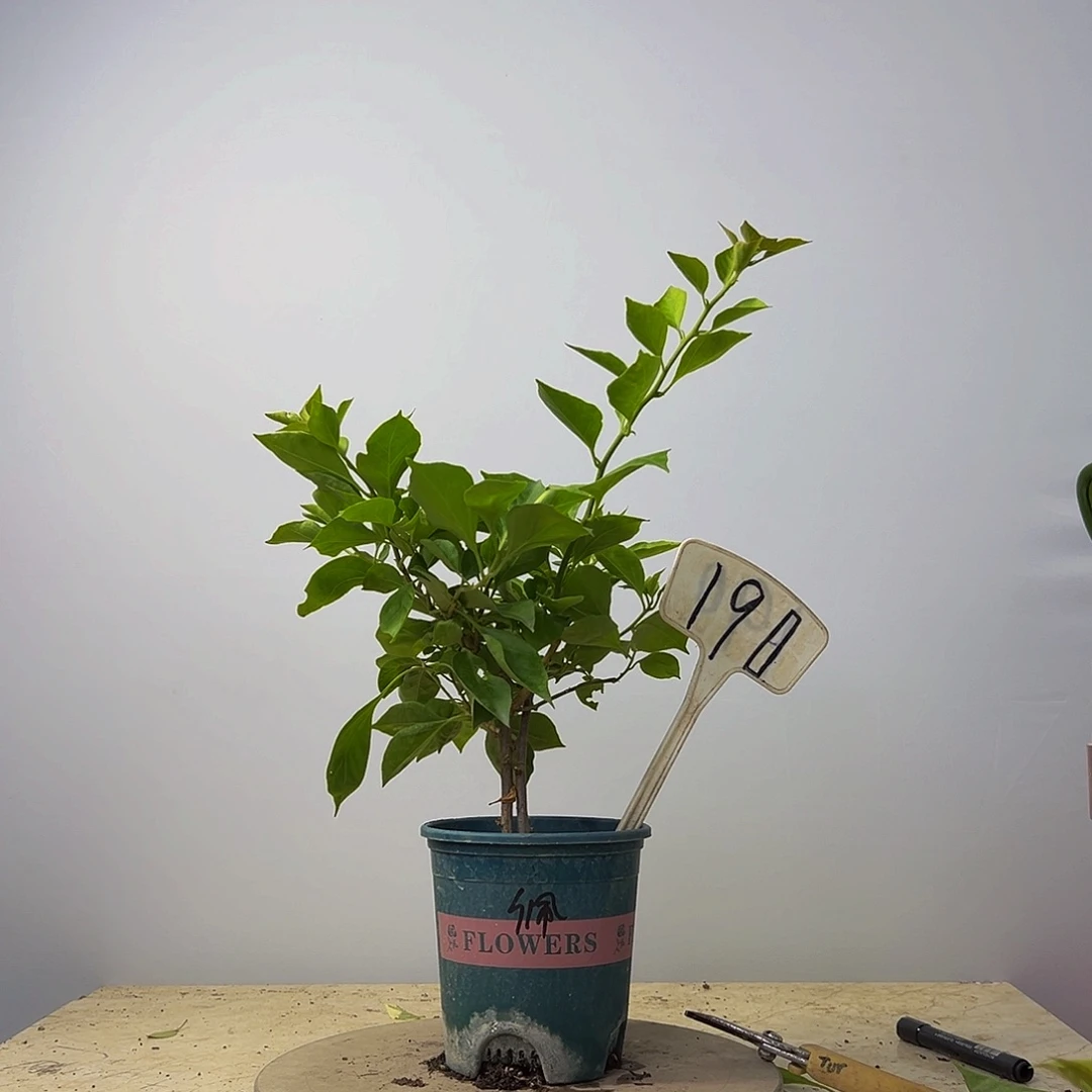 当前无花栽培后可以开花双杆  佩德罗  190