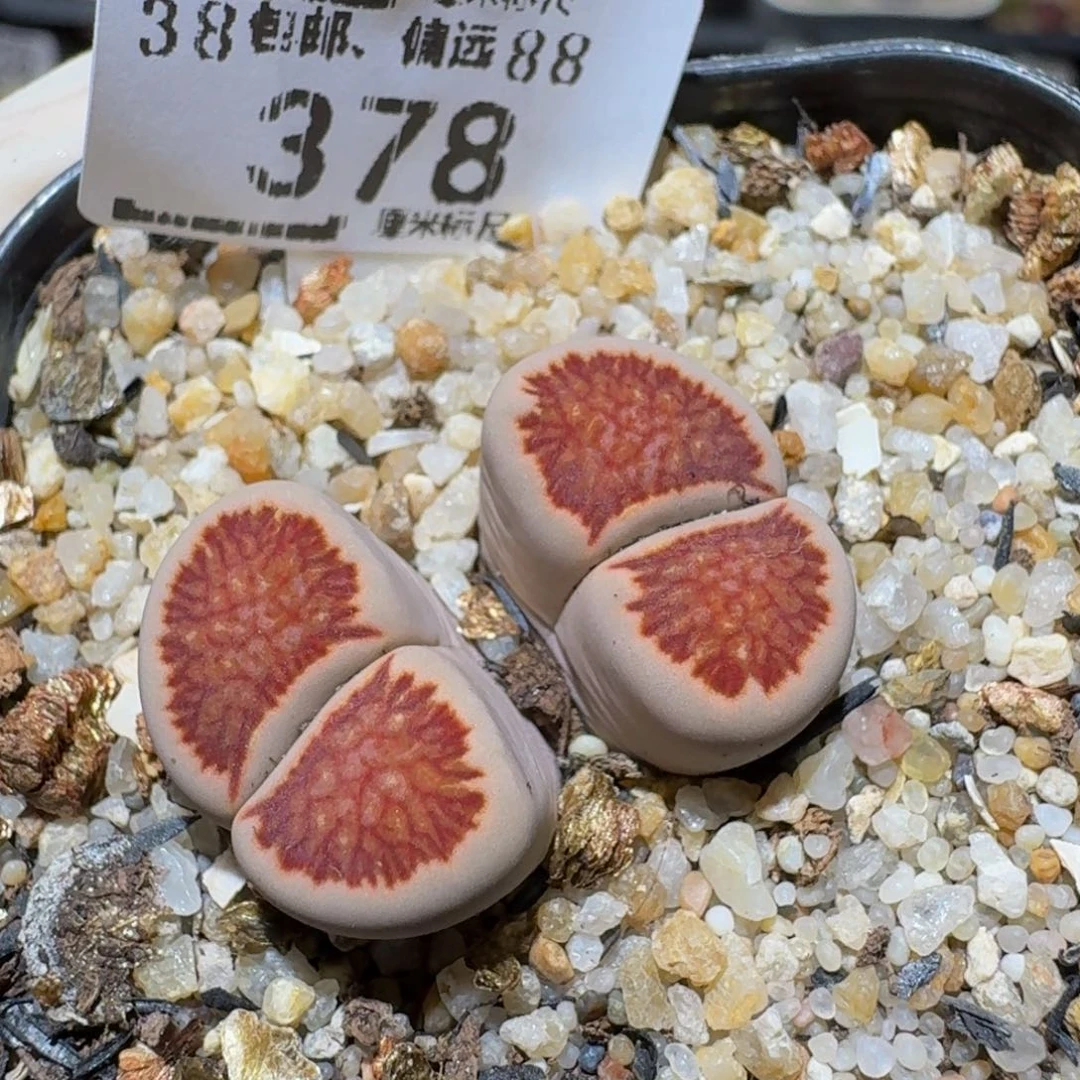 Ssss精品生石花378