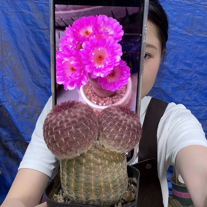 实生根红太阳米奇头随机发货