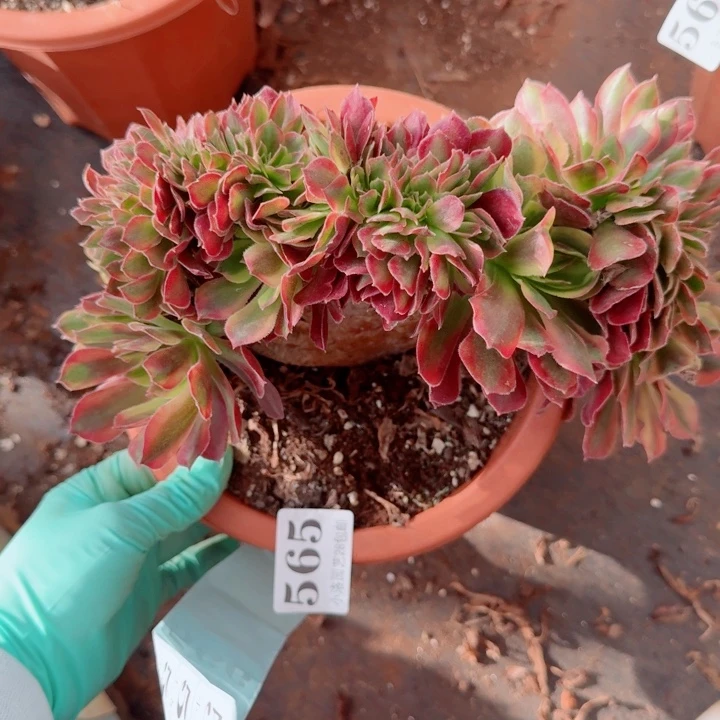 565洛神缀化多肉植物满28包邮