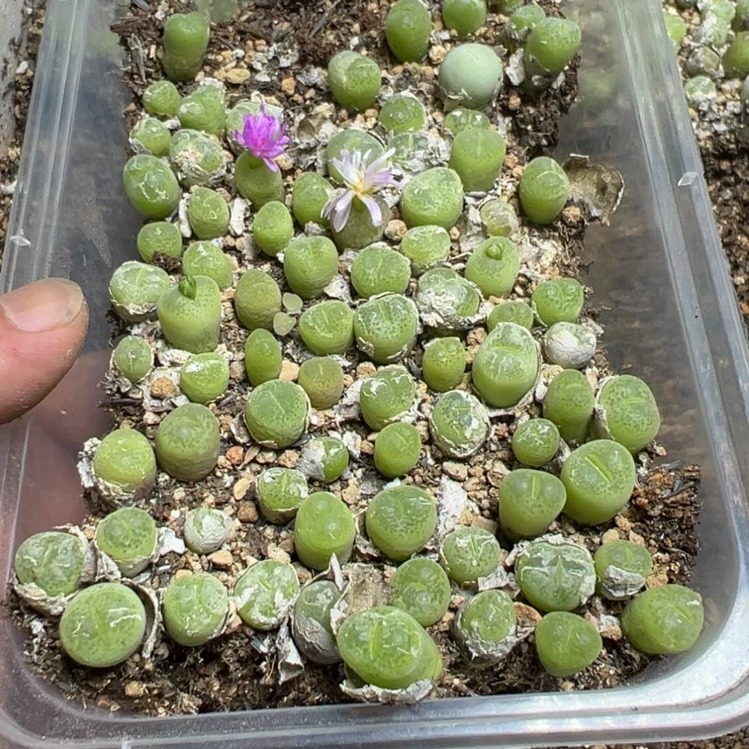 【闪购商品】 1071。