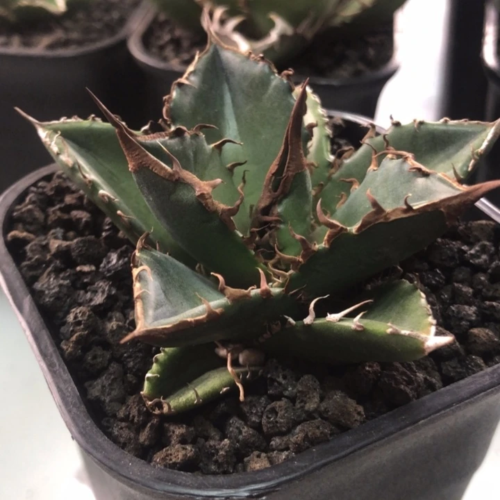 绿犀牛仁王冠龙舌兰