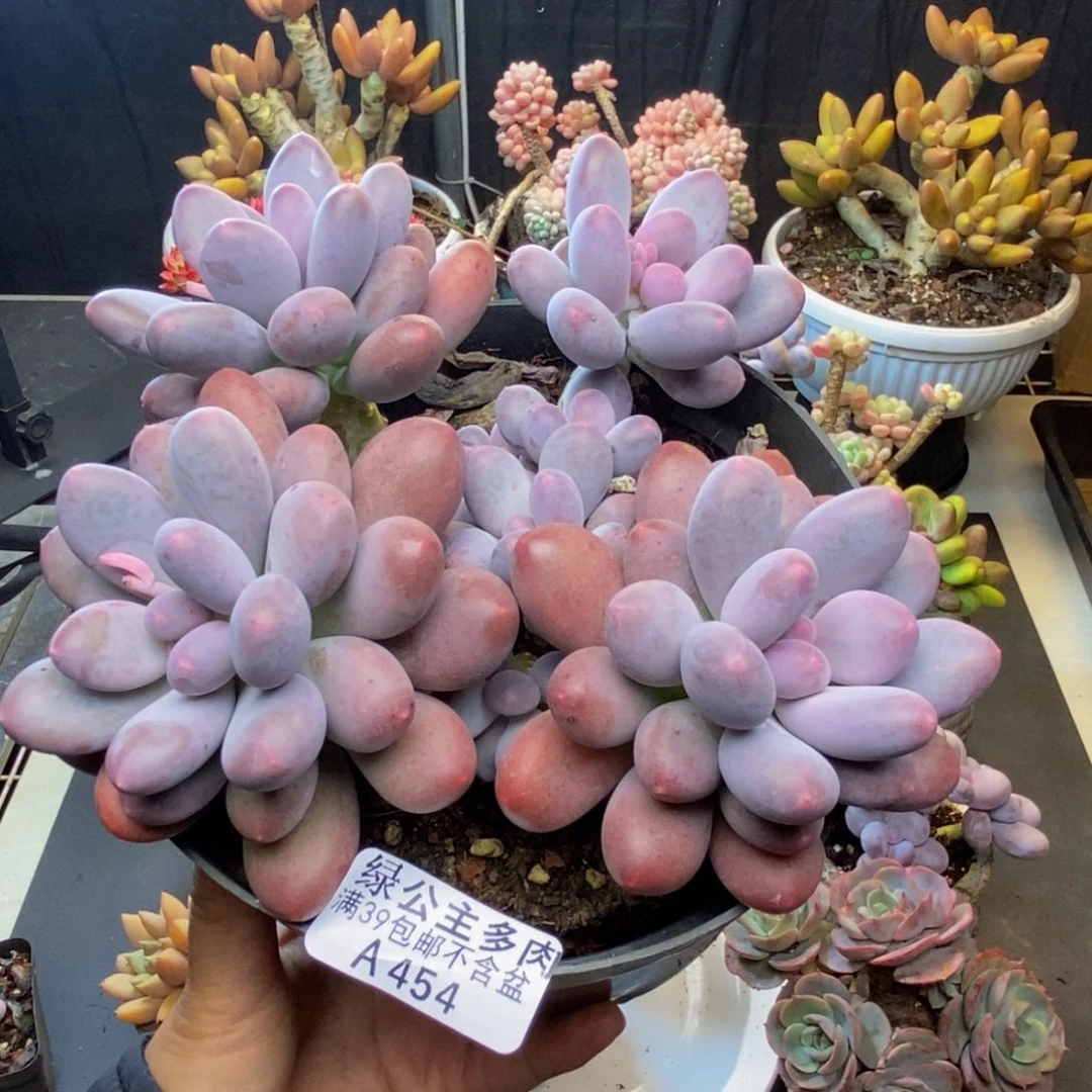 454彩虹奶多肉15c m