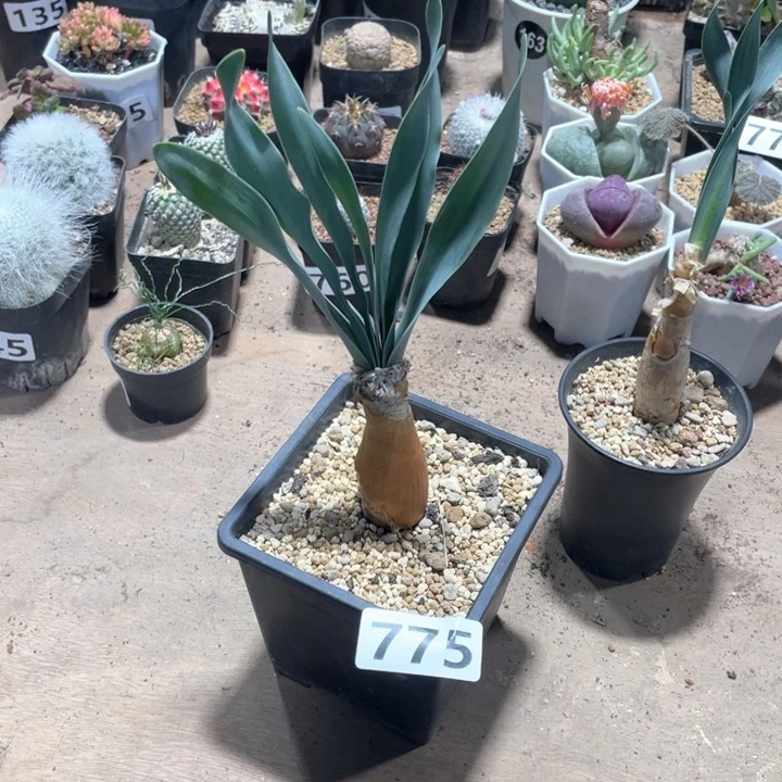 思*775产地巨凤之卵