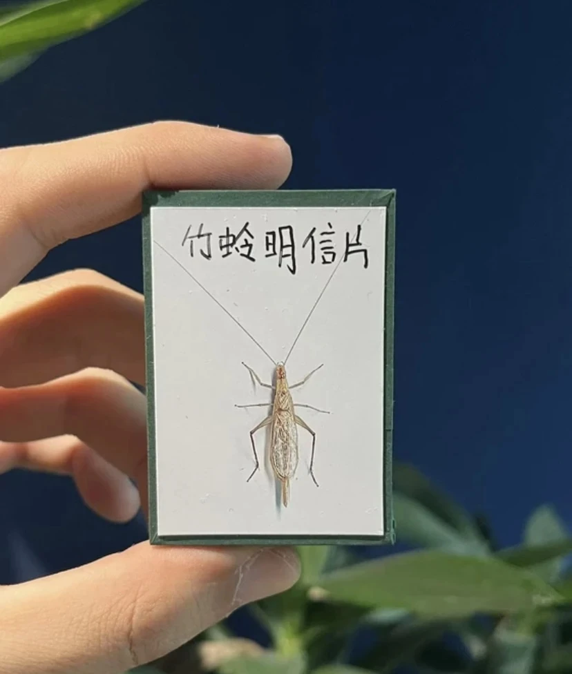 柬埔寨竹蛉3只  模型玩具