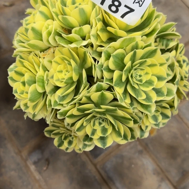 伍*娘迈巴赫丛林187肉肉