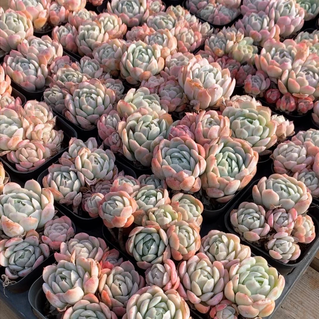 93贝瑞群生不包整