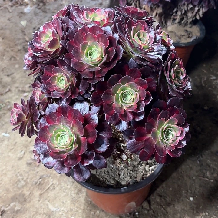 多肉植物法师安娜49