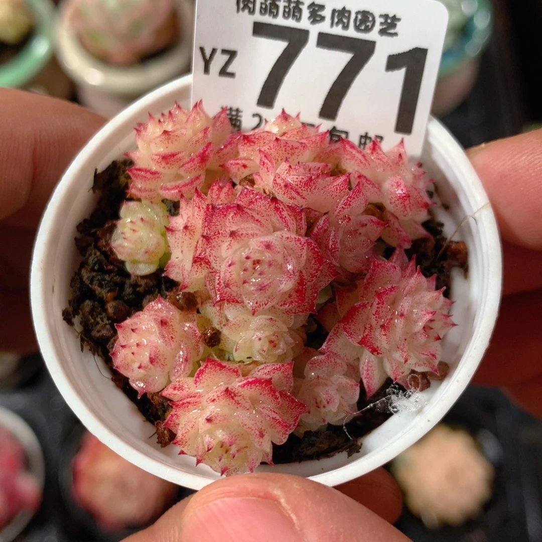 5CM拇指盆精控多肉YZ771