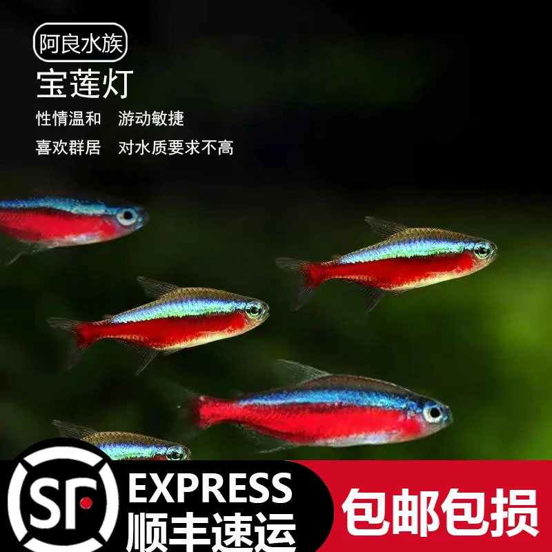 热带鱼（宝莲灯）观赏鱼大号红绿灯小型鱼灯科鱼淡水草缸群游鱼活体