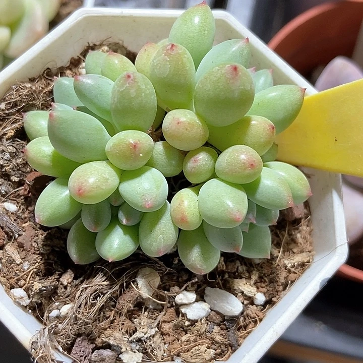 多肉植物萤火虫6098