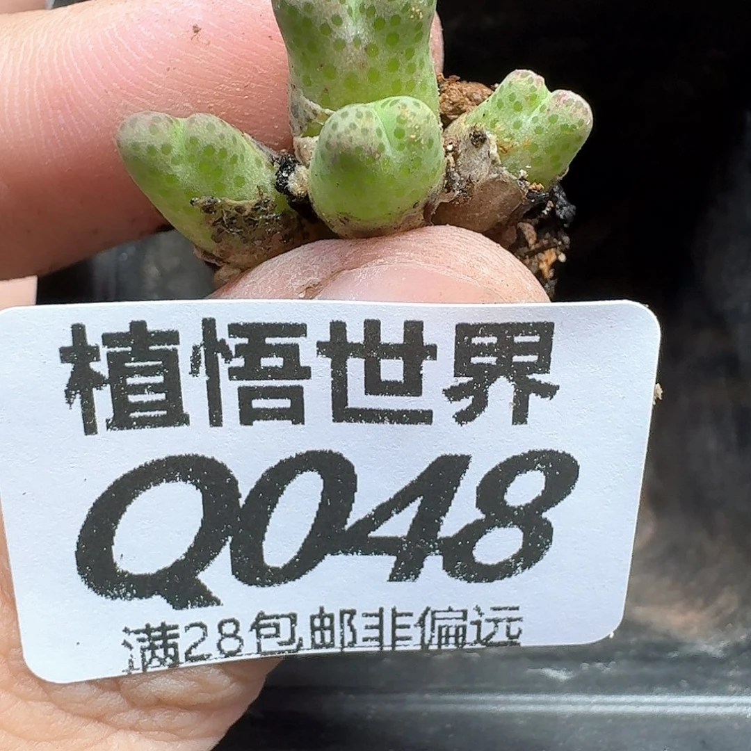 多肉植物的润泽从v