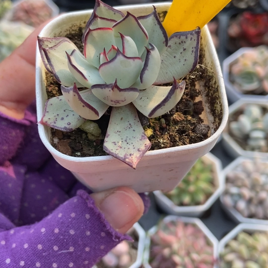 871剑斯诺娃多肉植物