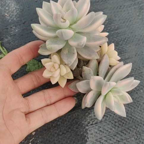 淡雪锦群生多头好好看