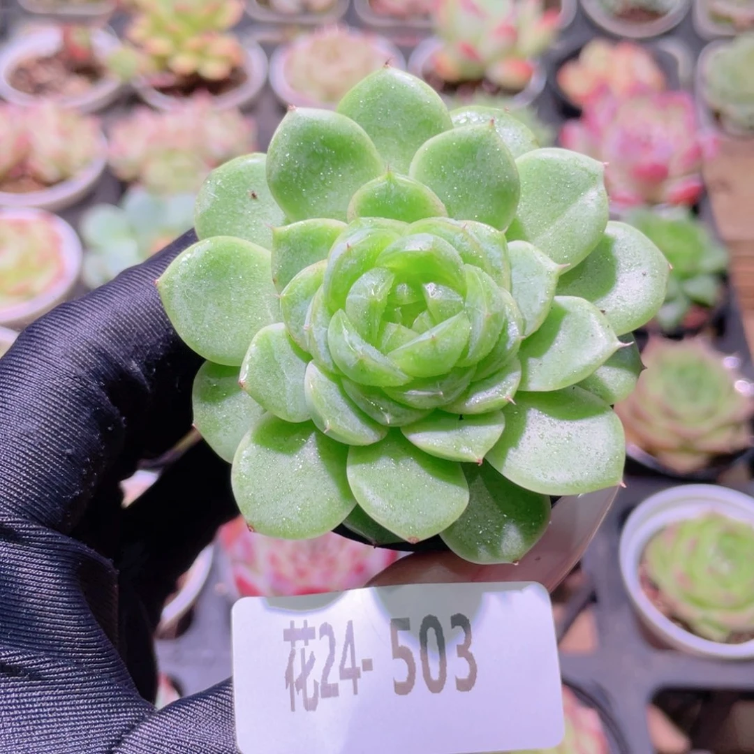 花利美24-503霜雪