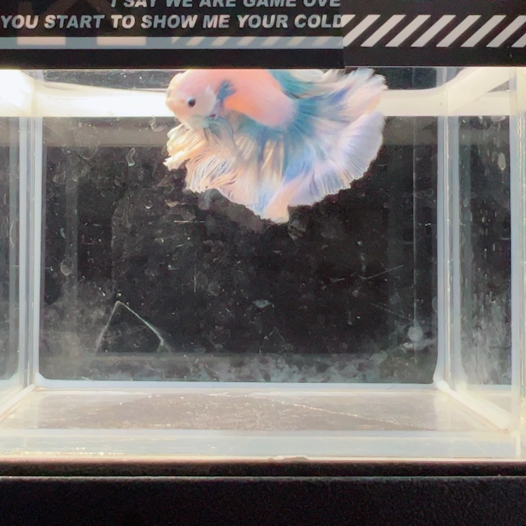 斗鱼浅色仙仙裙特殊尾