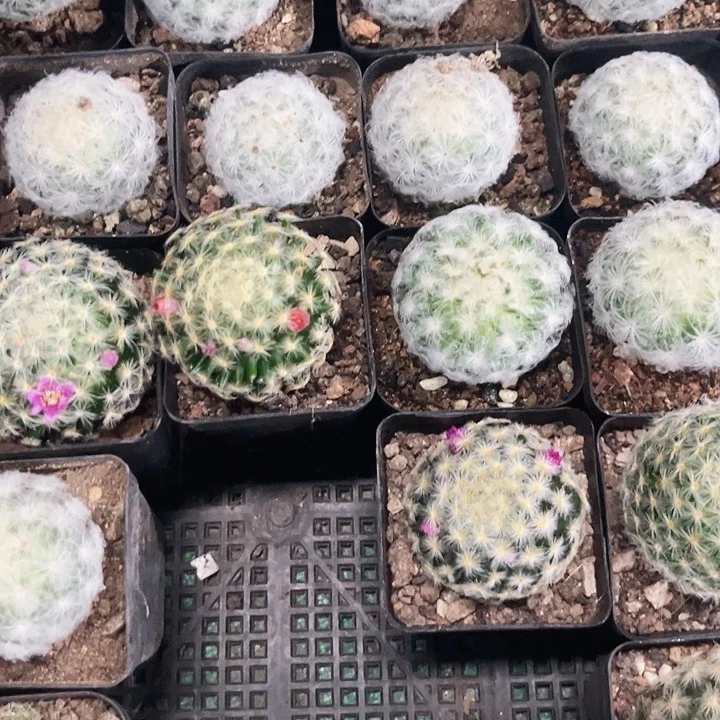 白星➕明星两颗包邮