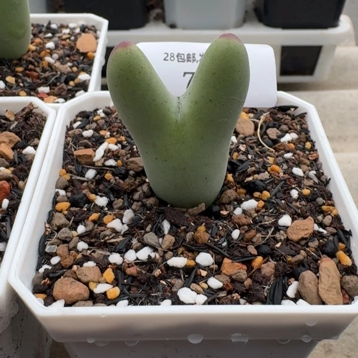 708。