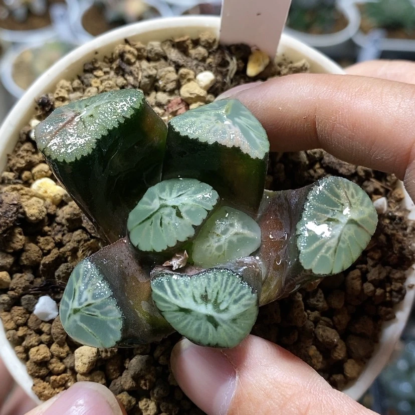 【闪购商品】294彩虹