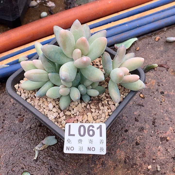 白兰地老桩 多肉植物 9.25号发