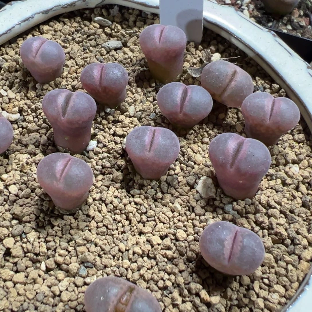 量拍1804.5特选红宝石风铃一颗