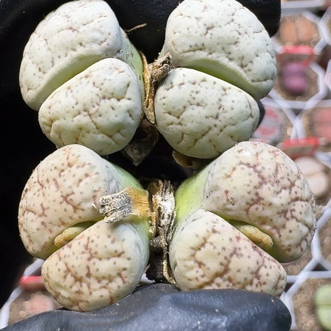 生石花111111。  387