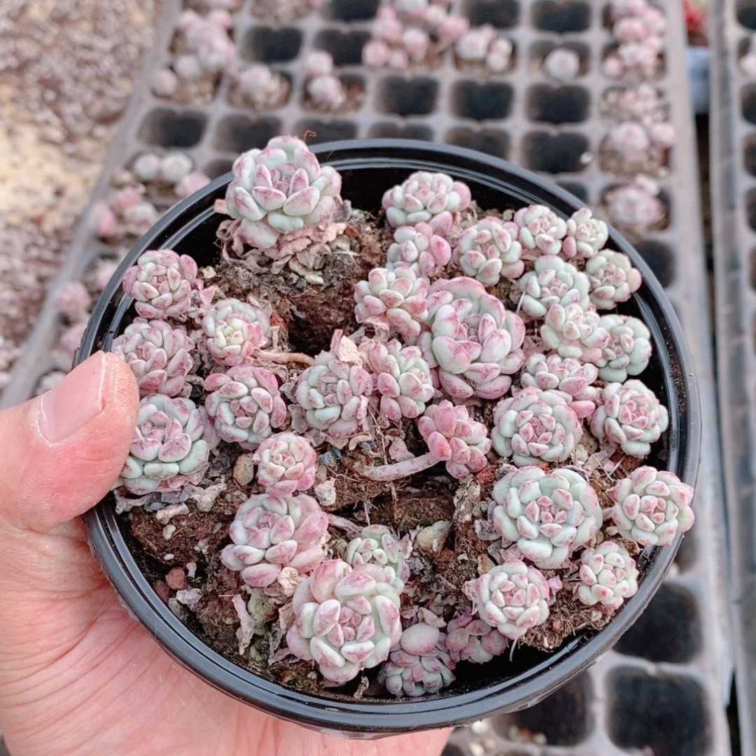 多肉植物精品切糕B384