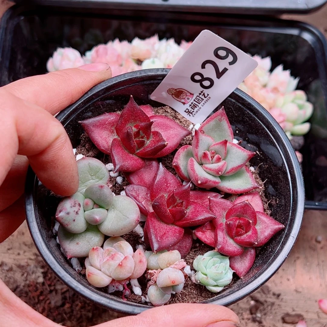 当前无花朵，栽培后可花朵