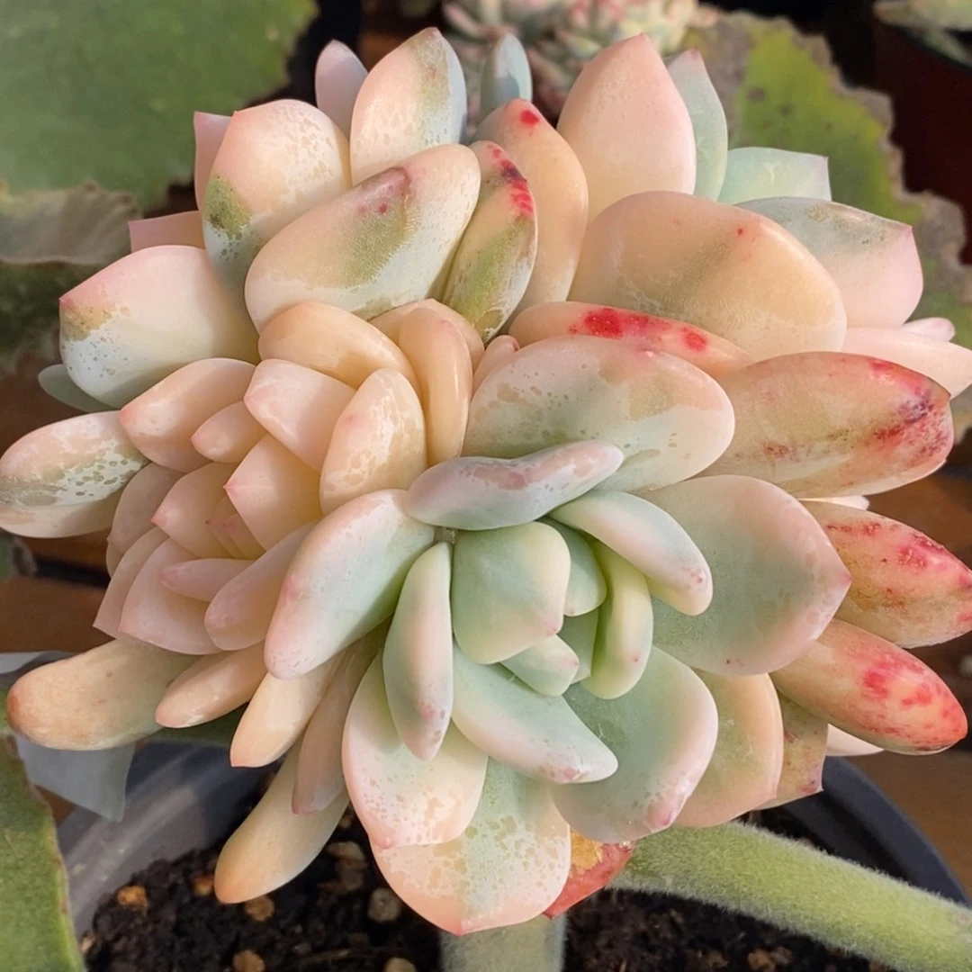 1090冰玉锦 小方花圃一物一拍