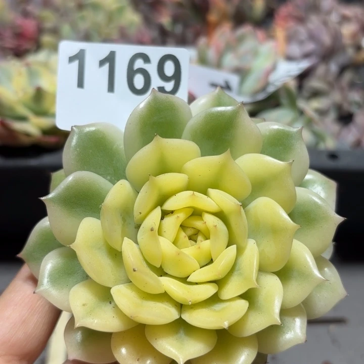 多肉植物满18包邮当场凑单