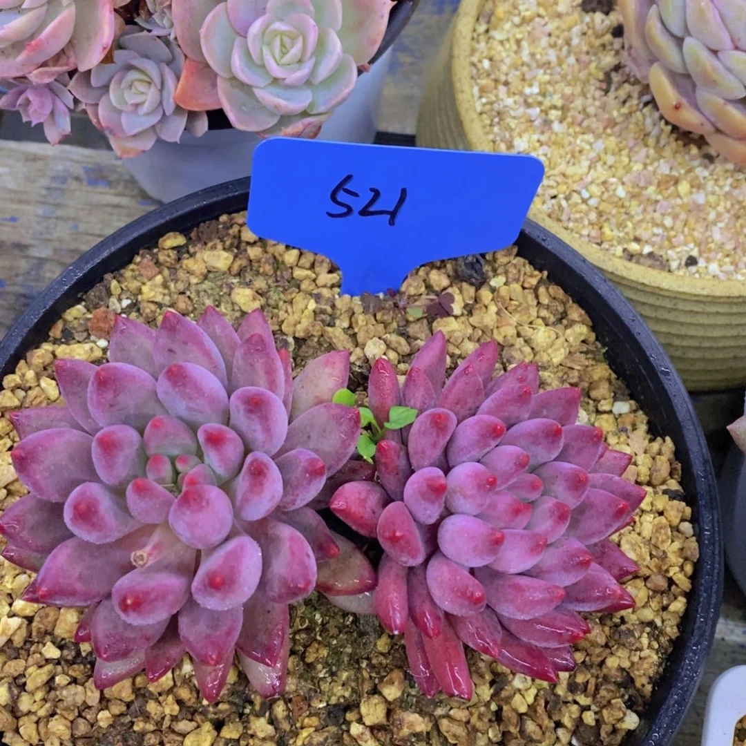 跨年夜，福利专场，一单就包邮，感谢大家