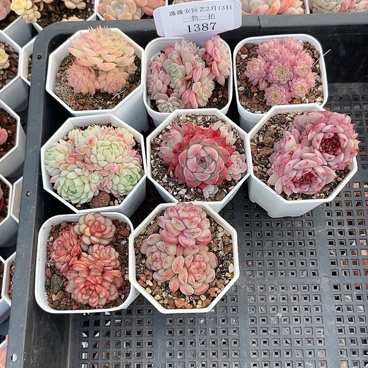 薇薇安园艺多肉1387