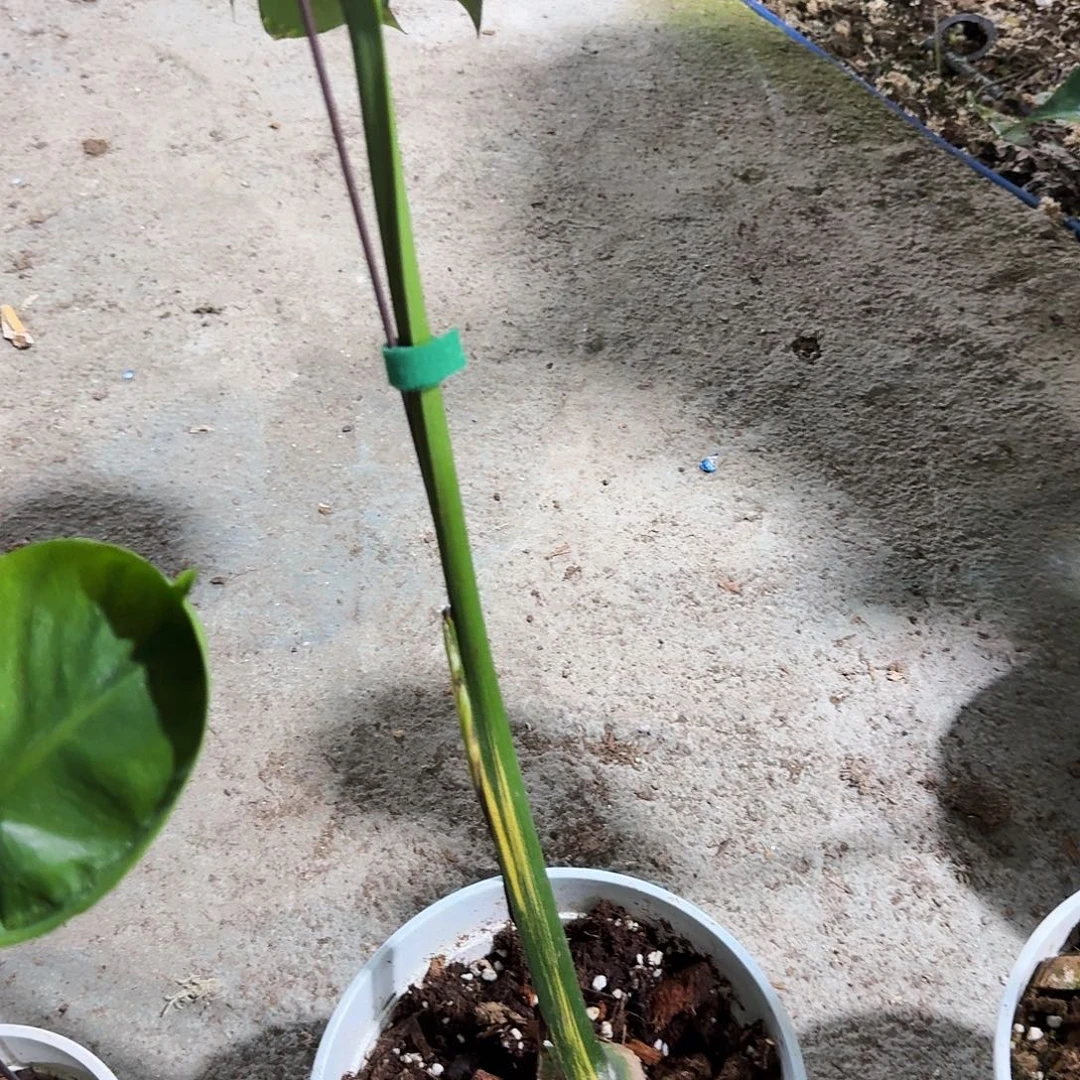 临***颍无花朵龟背竹一物一拍