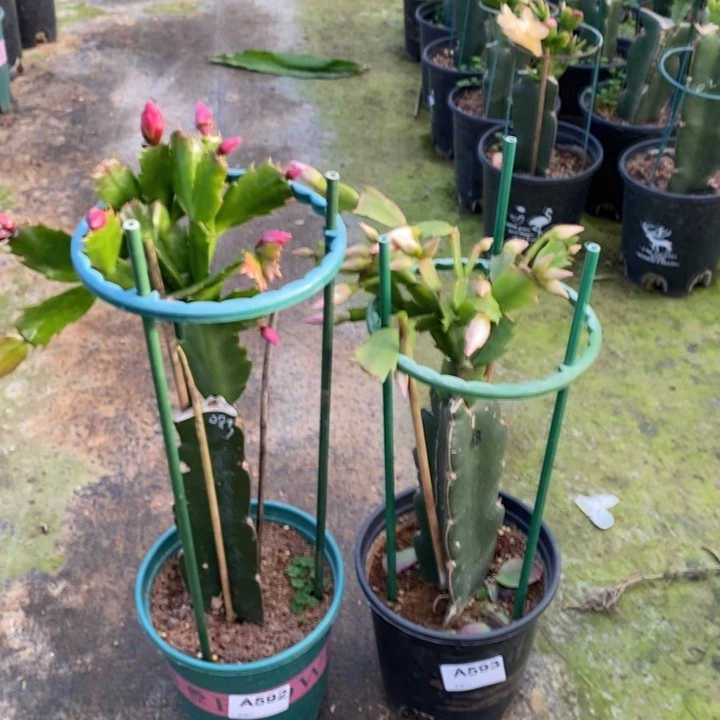 大部分花苞少量开放八*592，593