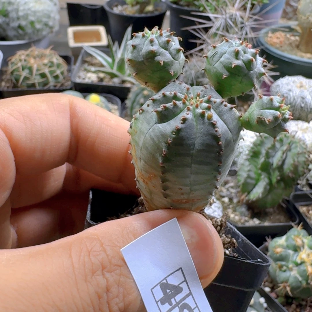 ****正491子吹布纹球脱土发货