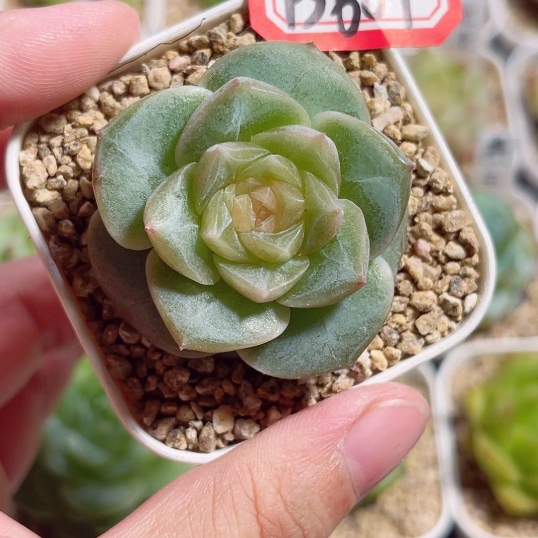 B669 一物一拍 精选珍妮
