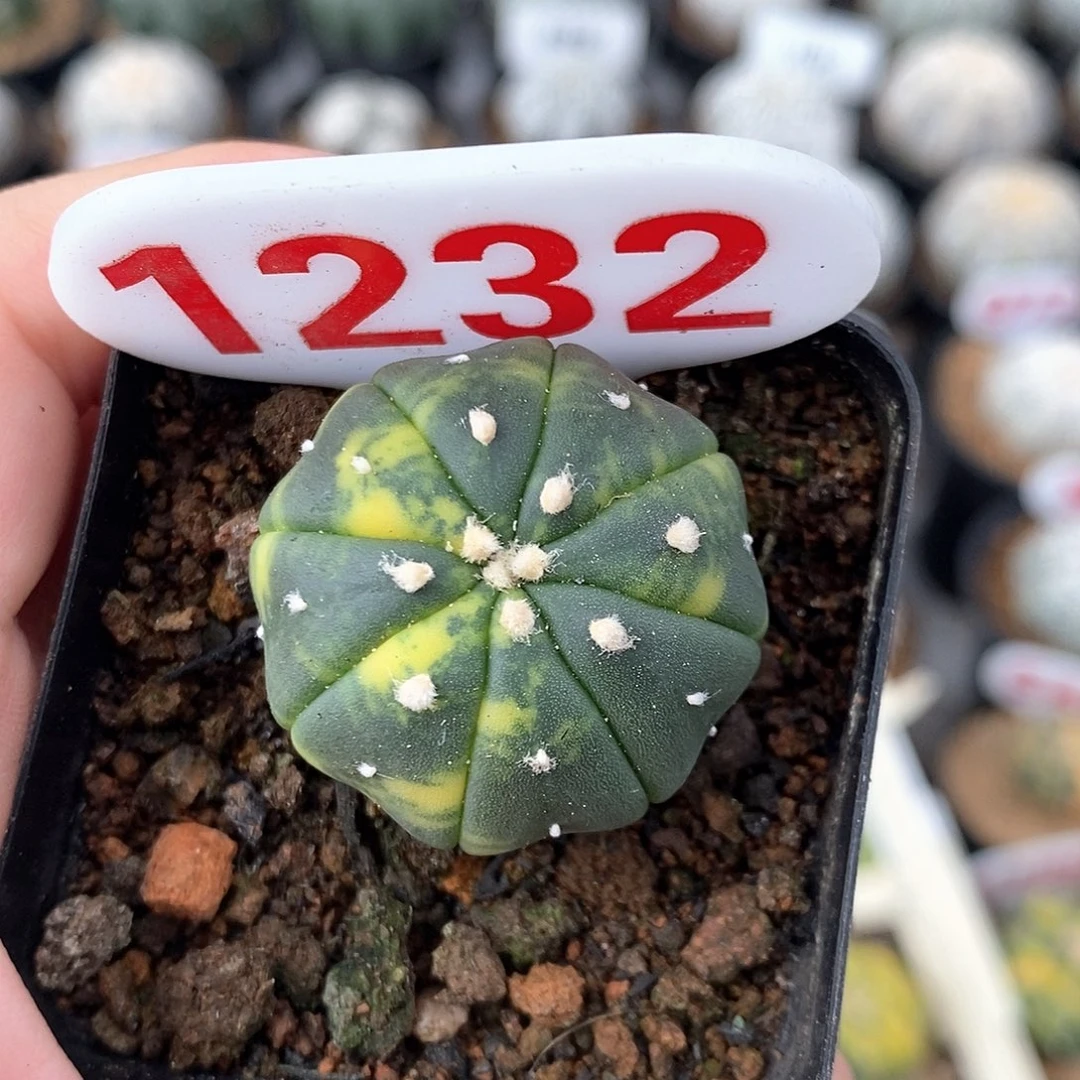 1232兜锦系列产品福利