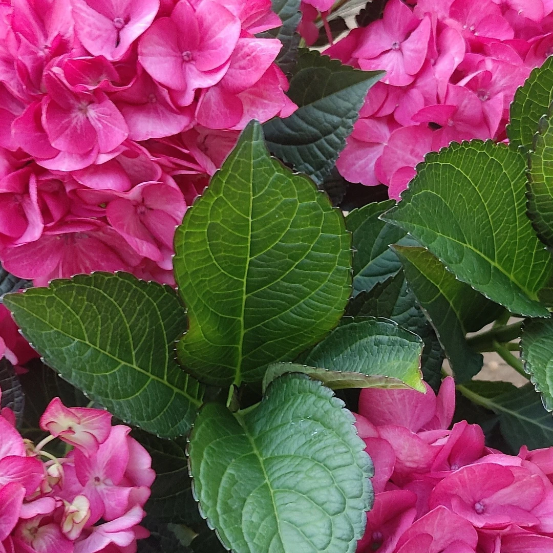 [胭脂梦】带花苞八仙绣球花苗耐冷耐热室内外庭院易活花卉